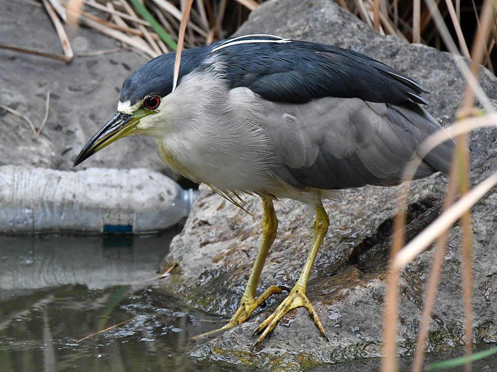 BlackHeron.jpg