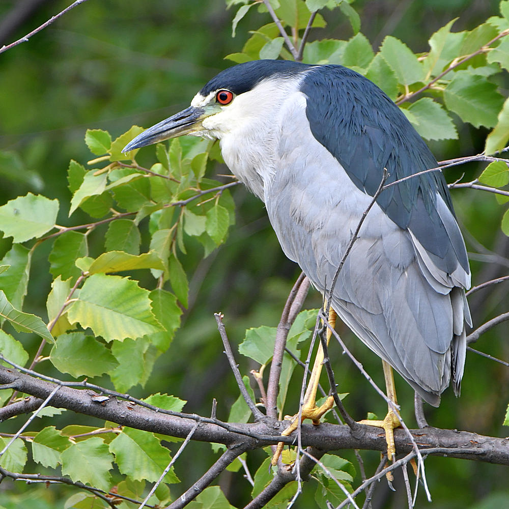 BlackHeron.jpg