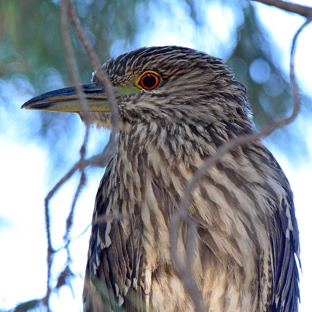BlackHeron.jpg