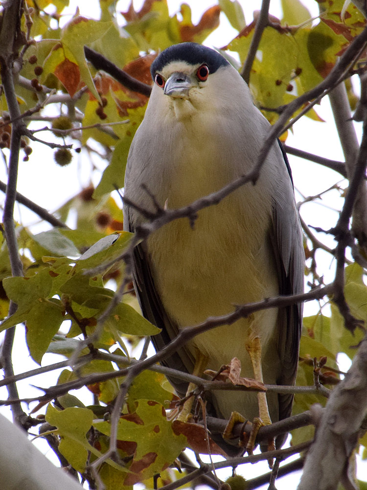 BlackHeron.jpg