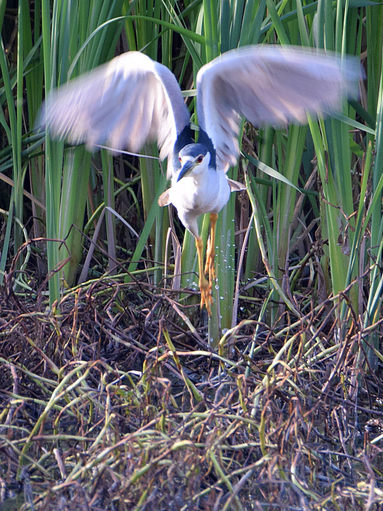 BlackHeron.jpg