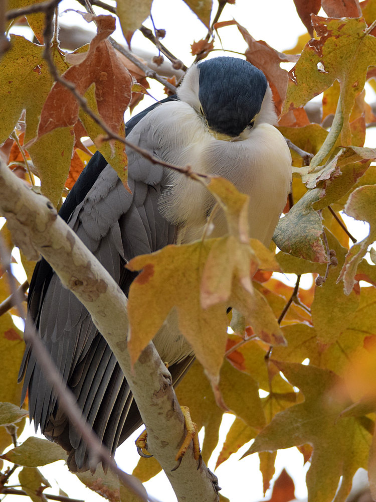 BlackHeron.jpg