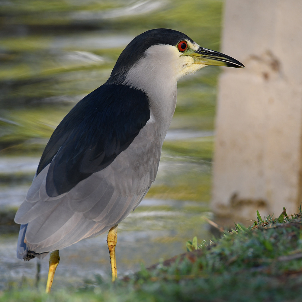 BlackHeron.jpg