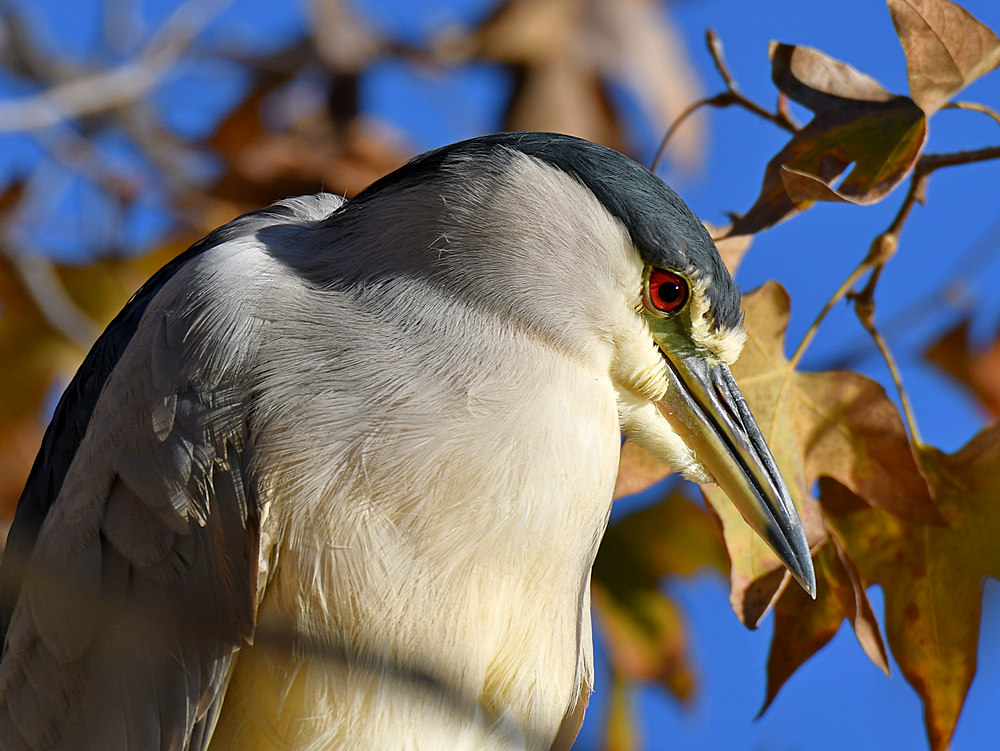 BlackHeron.jpg