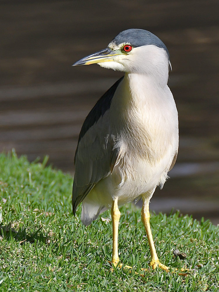 BlackHeron.jpg