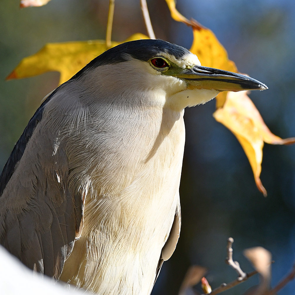 BlackHeron.jpg