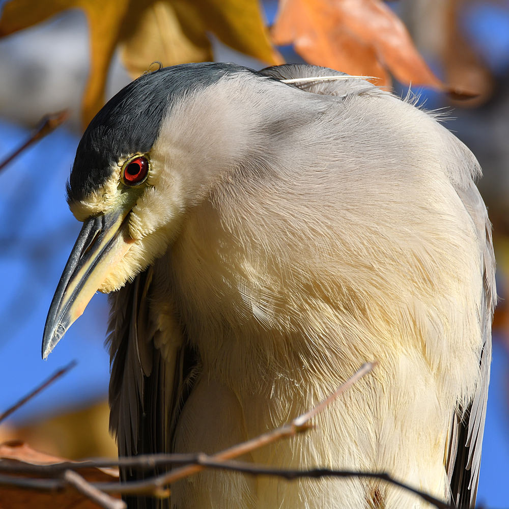 BlackHeron.jpg