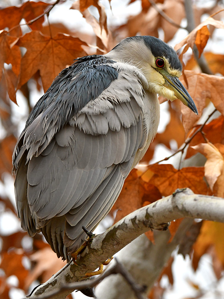 BlackHeron.jpg