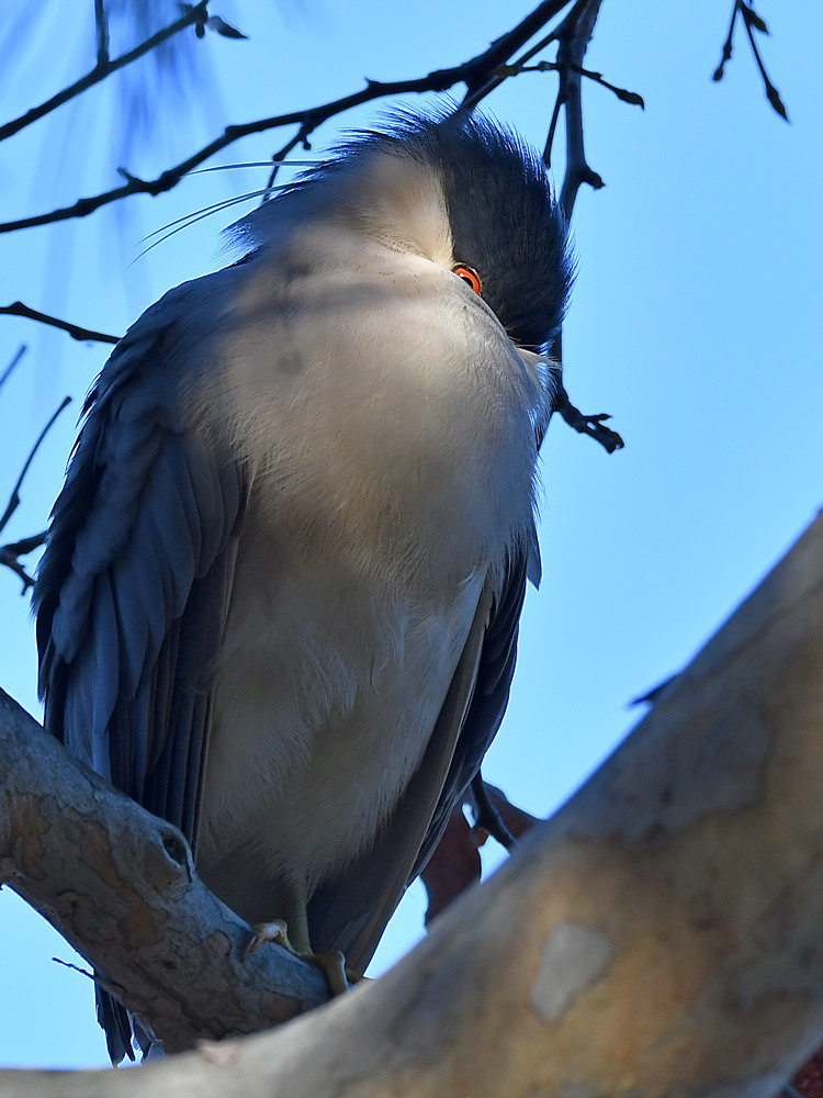 BlackHeron.jpg