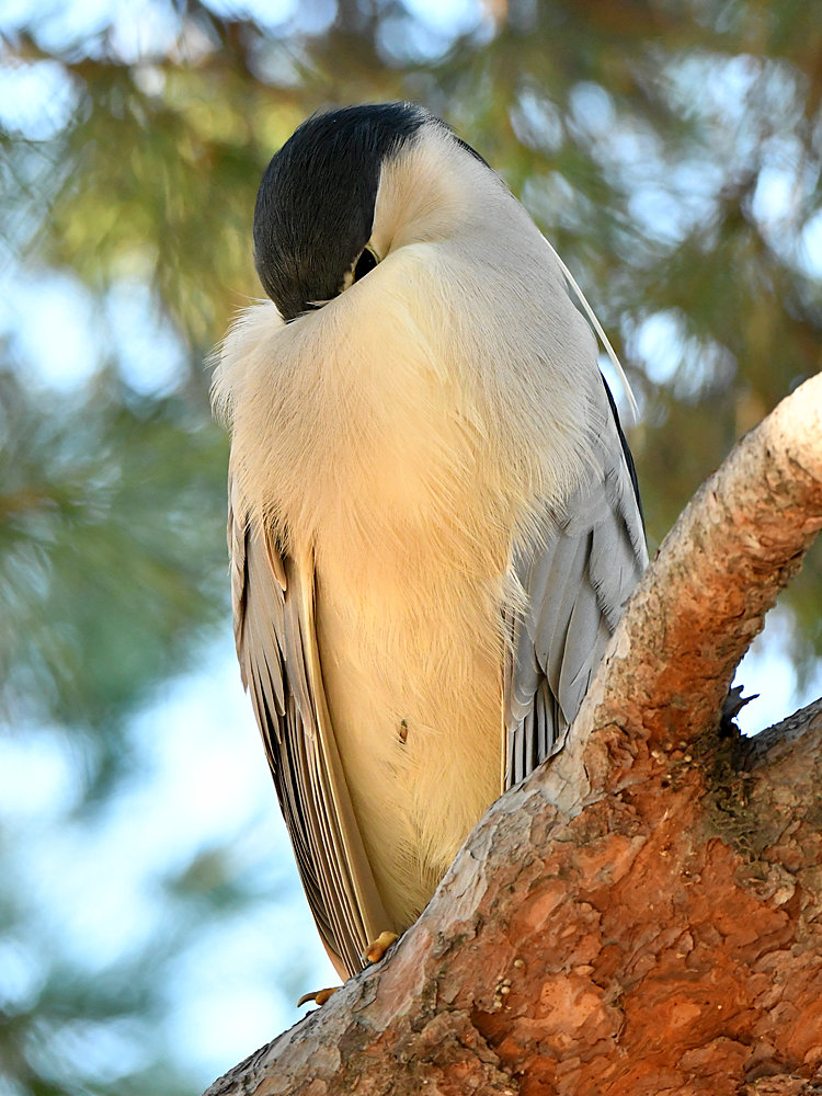 BlackHeron.jpg