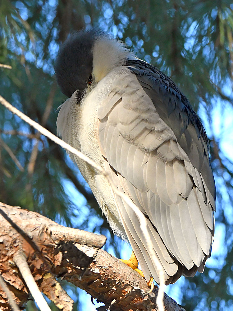 BlackHeron.jpg
