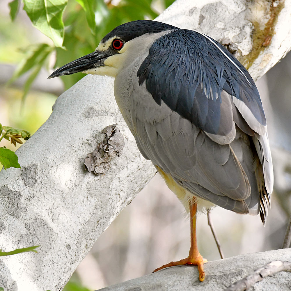 BlackHeron.jpg