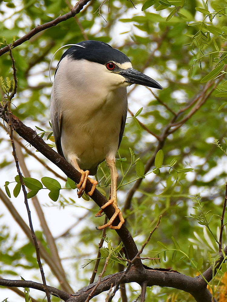 BlackHeron.jpg
