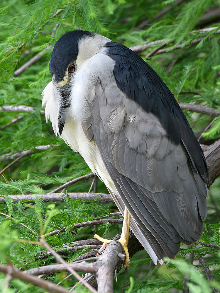 BlackHeron.jpg