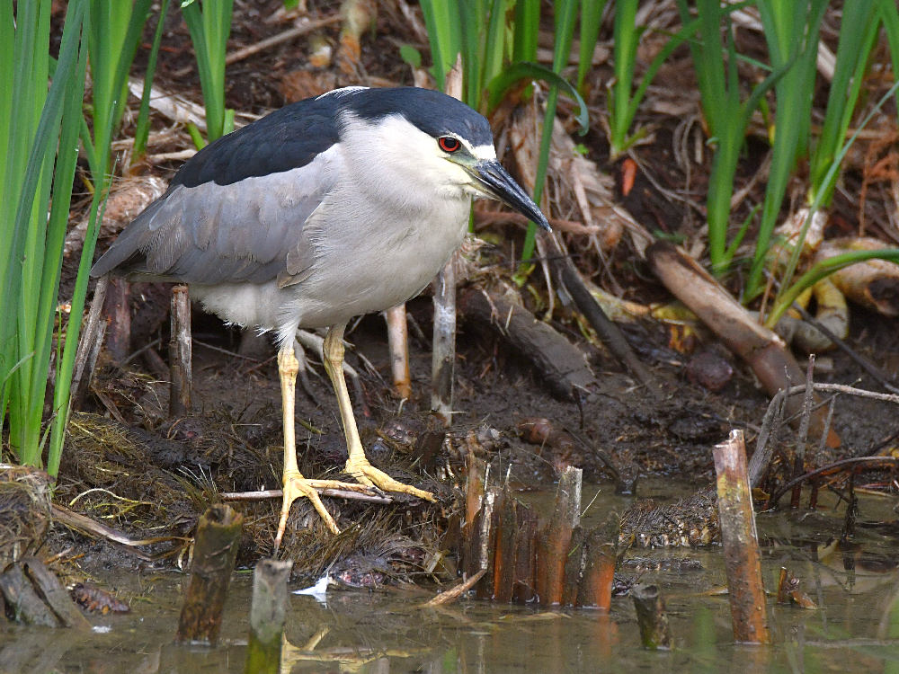 BlackHeron.jpg