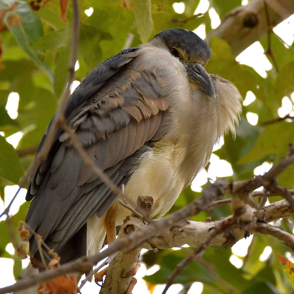 BlackHeron.jpg