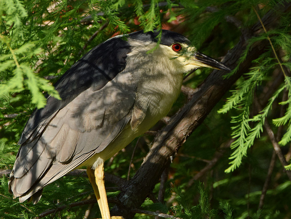 BlackHeron.jpg