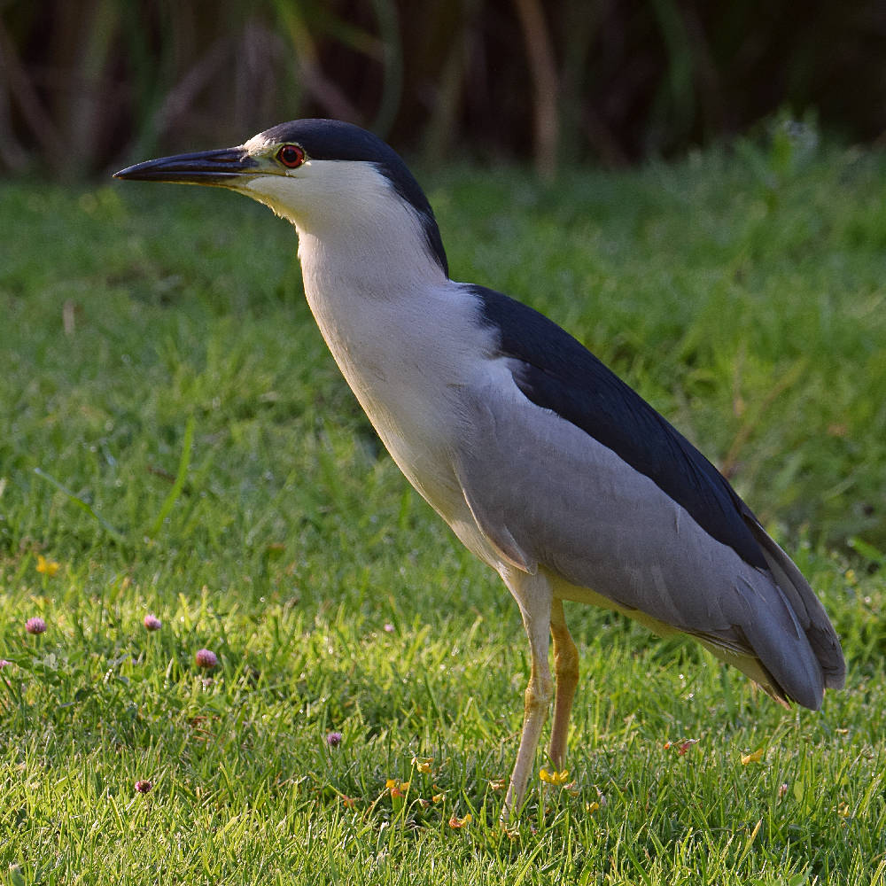 BlackHeron.jpg