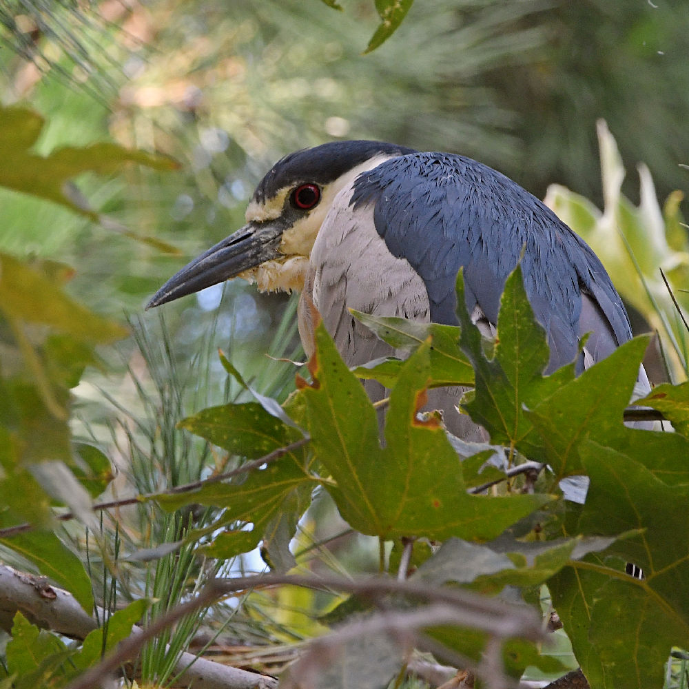 BlackHeron.jpg