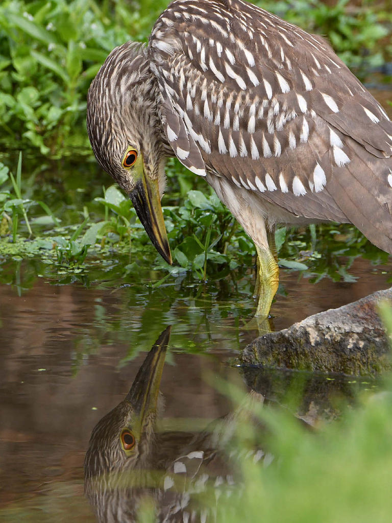 BlackHeron.jpg