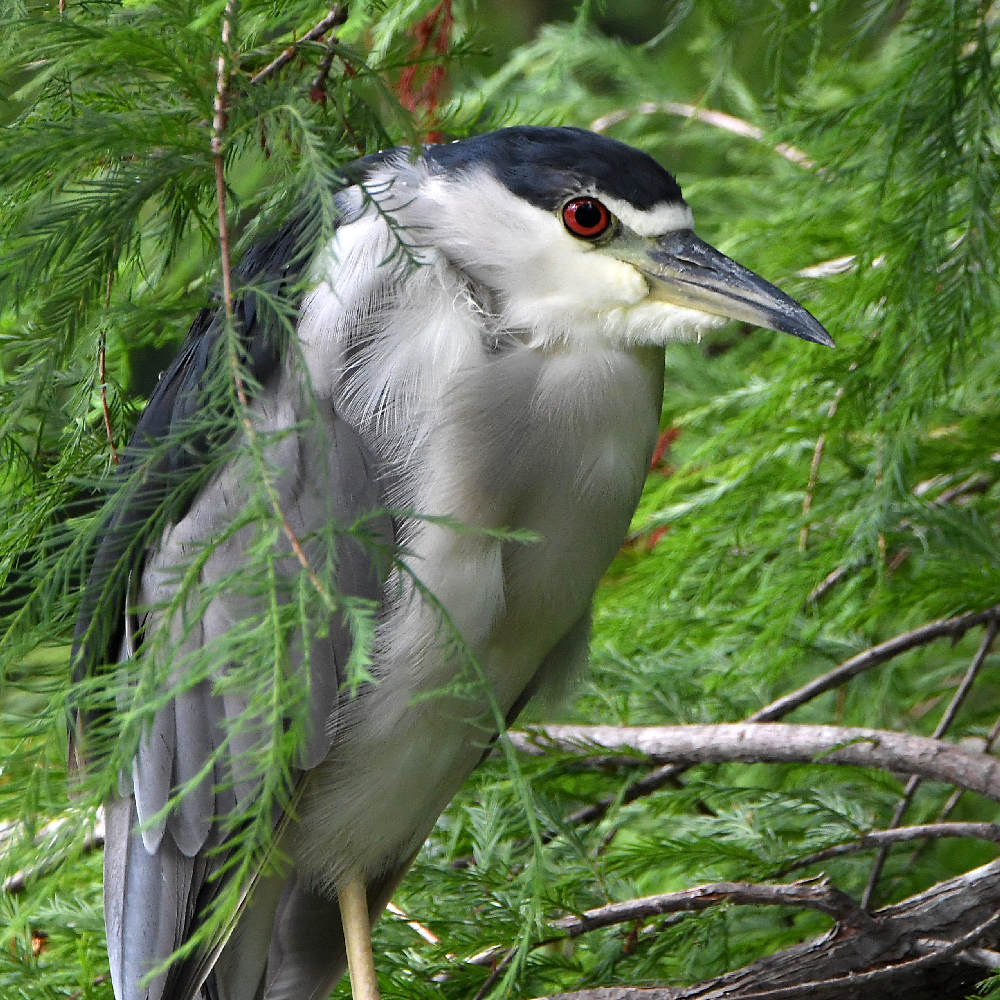 BlackHeron.jpg