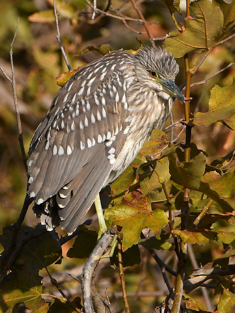 BlackHeron.jpg