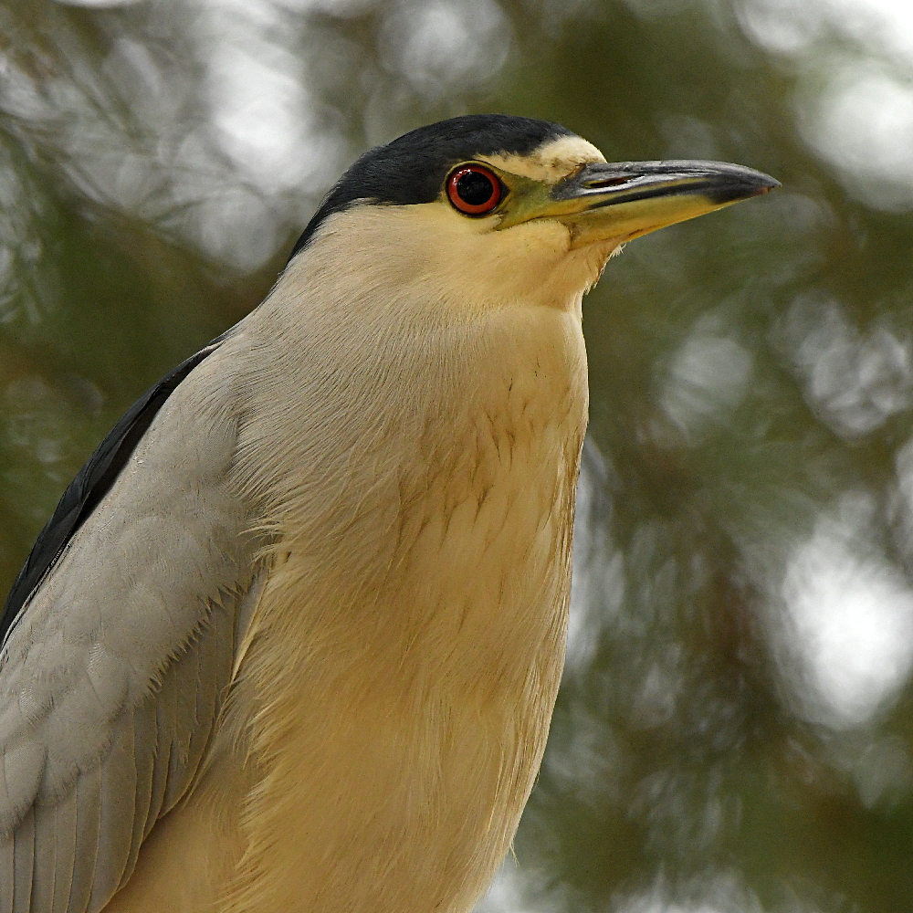 BlackHeron.jpg