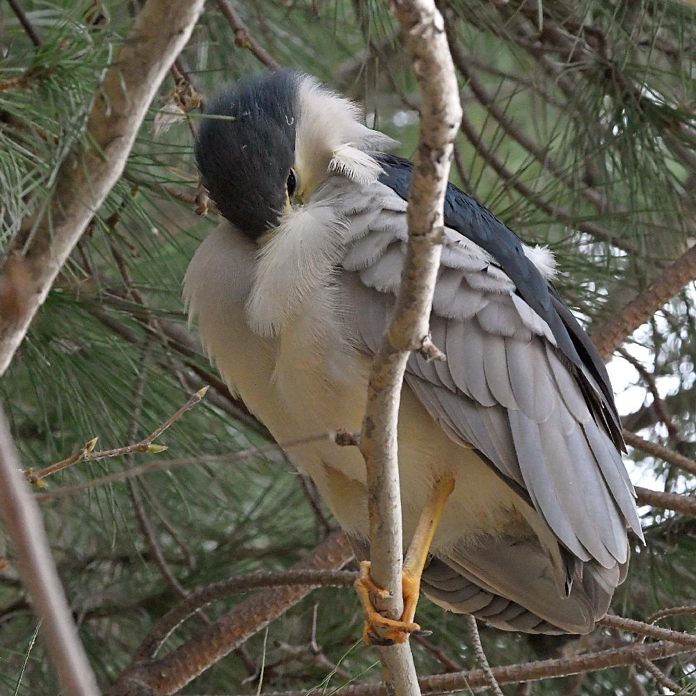 BlackHeron.jpg