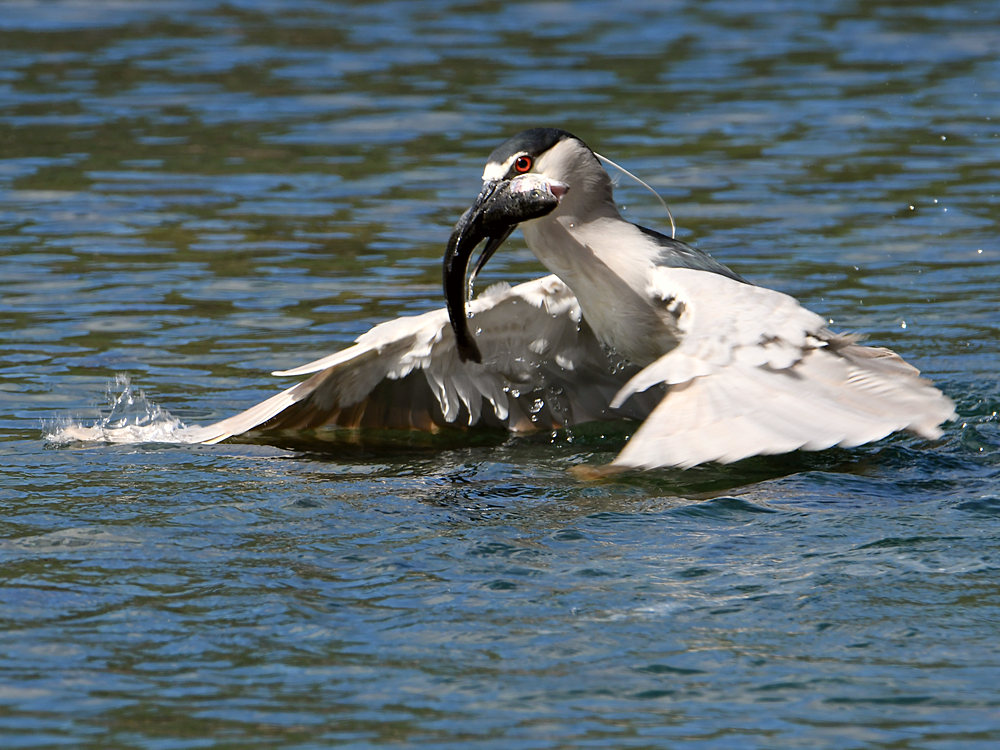 BlackHeron.jpg