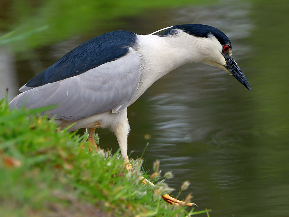 BlackHeron.jpg