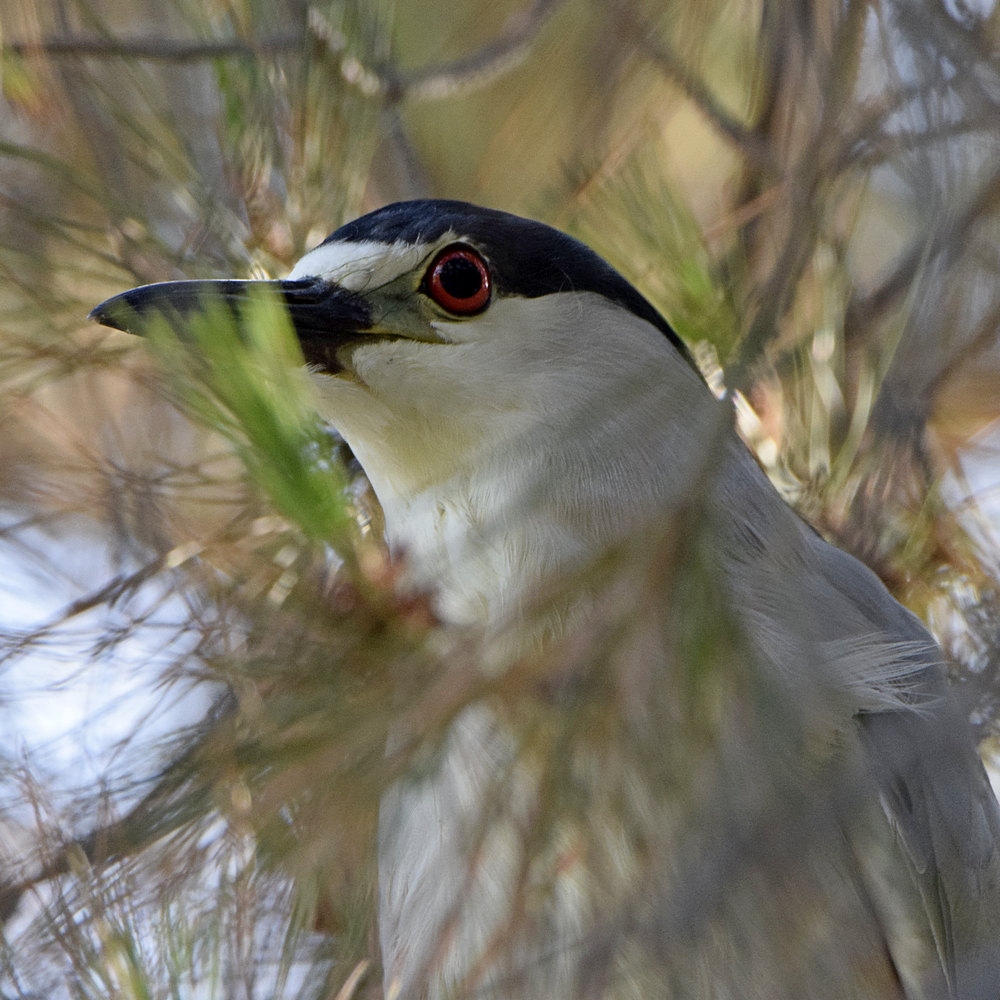 BlackHeron.jpg