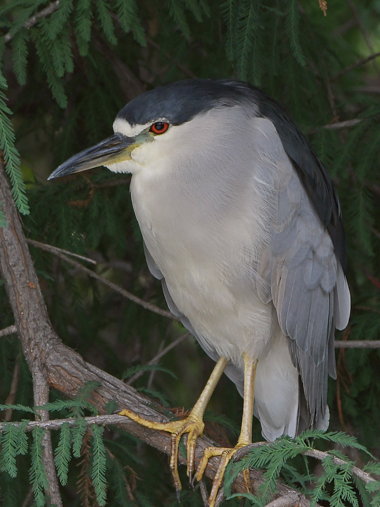 BlackHeron.jpg