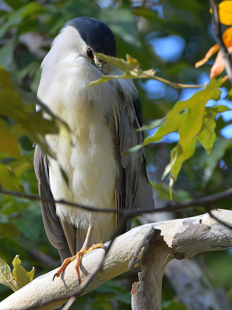 BlackHeron10.jpg