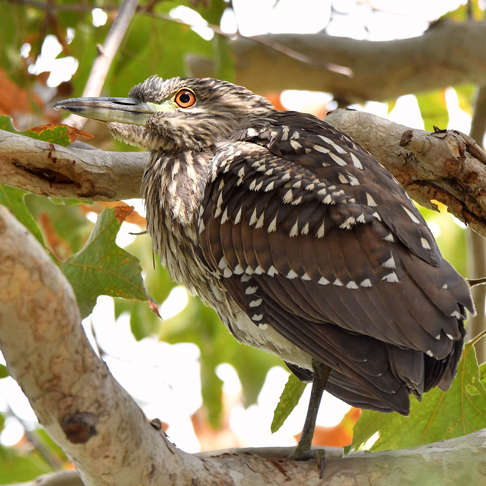 BlackHeron10.jpg