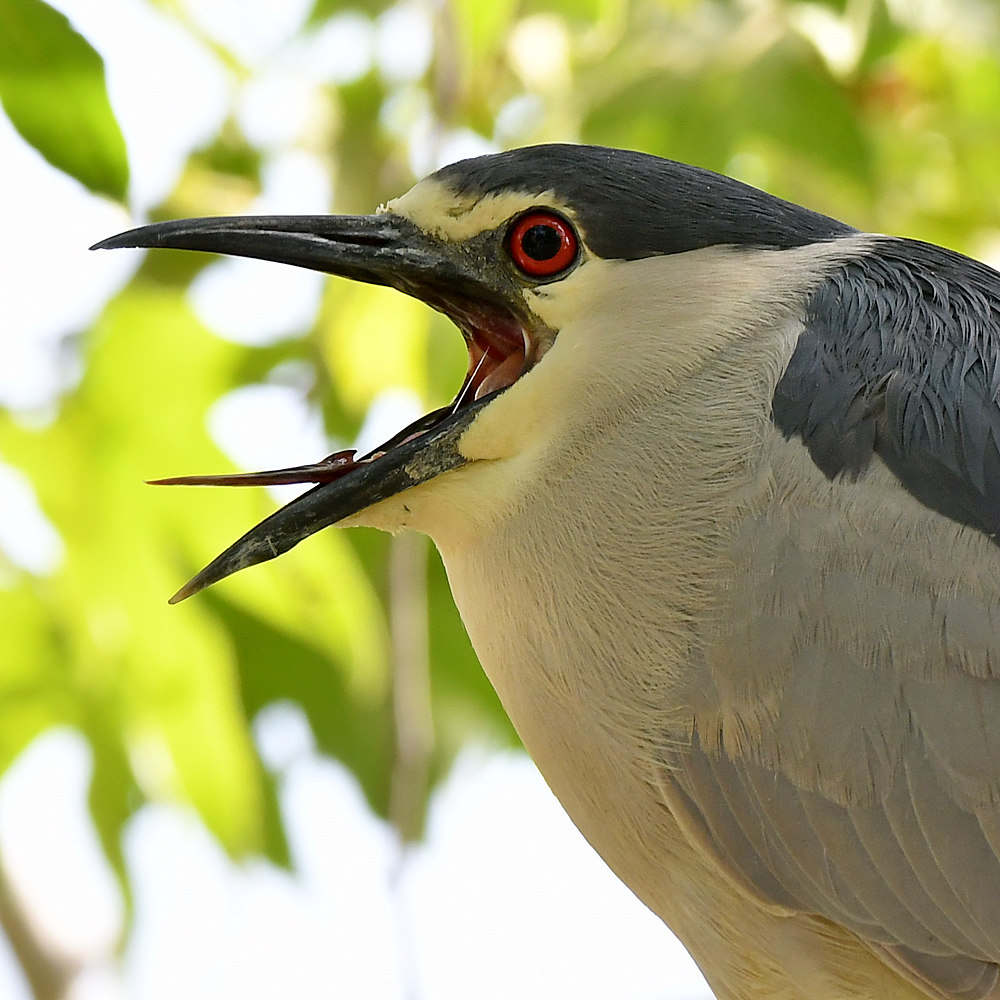 BlackHeron10.jpg