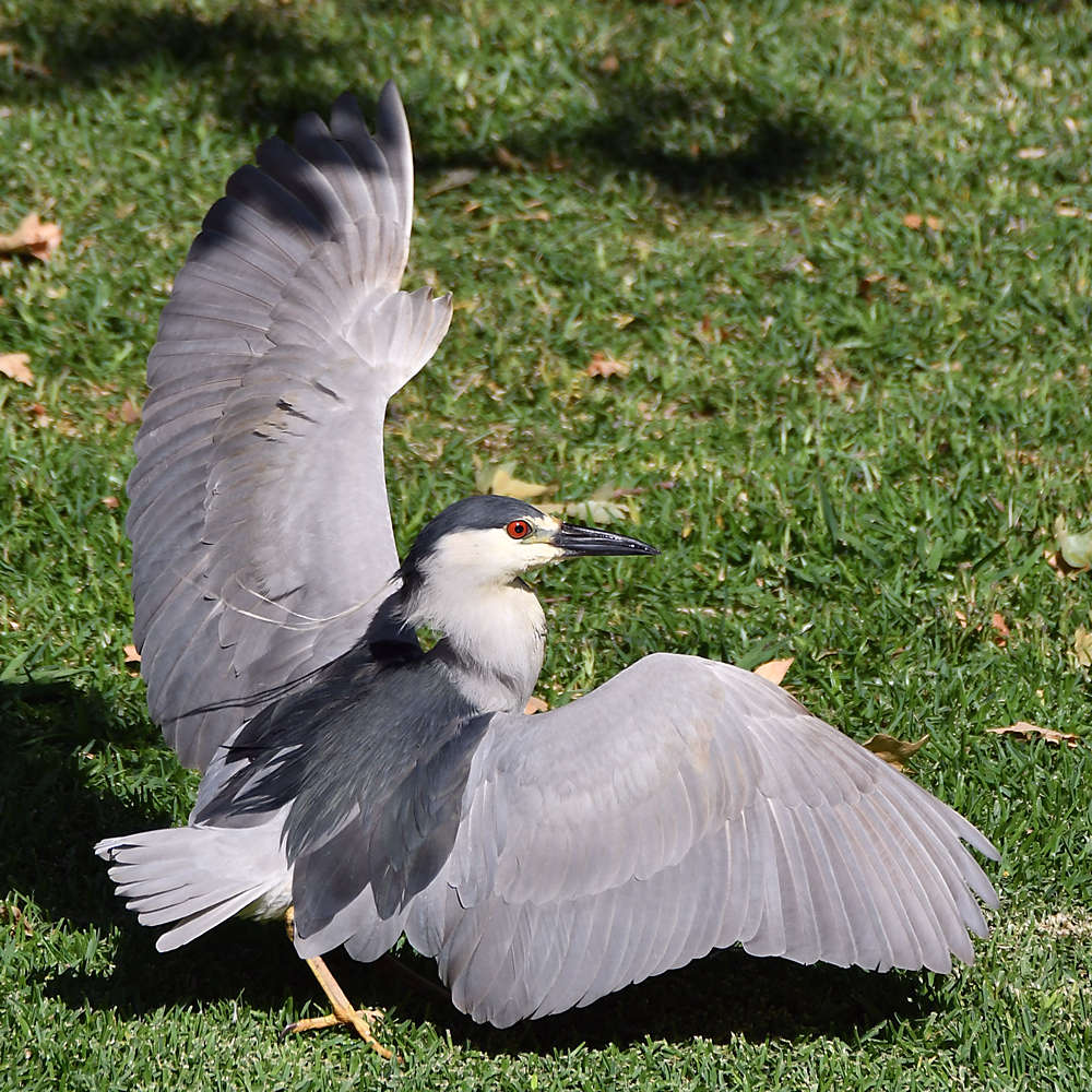 BlackHeron10.jpg