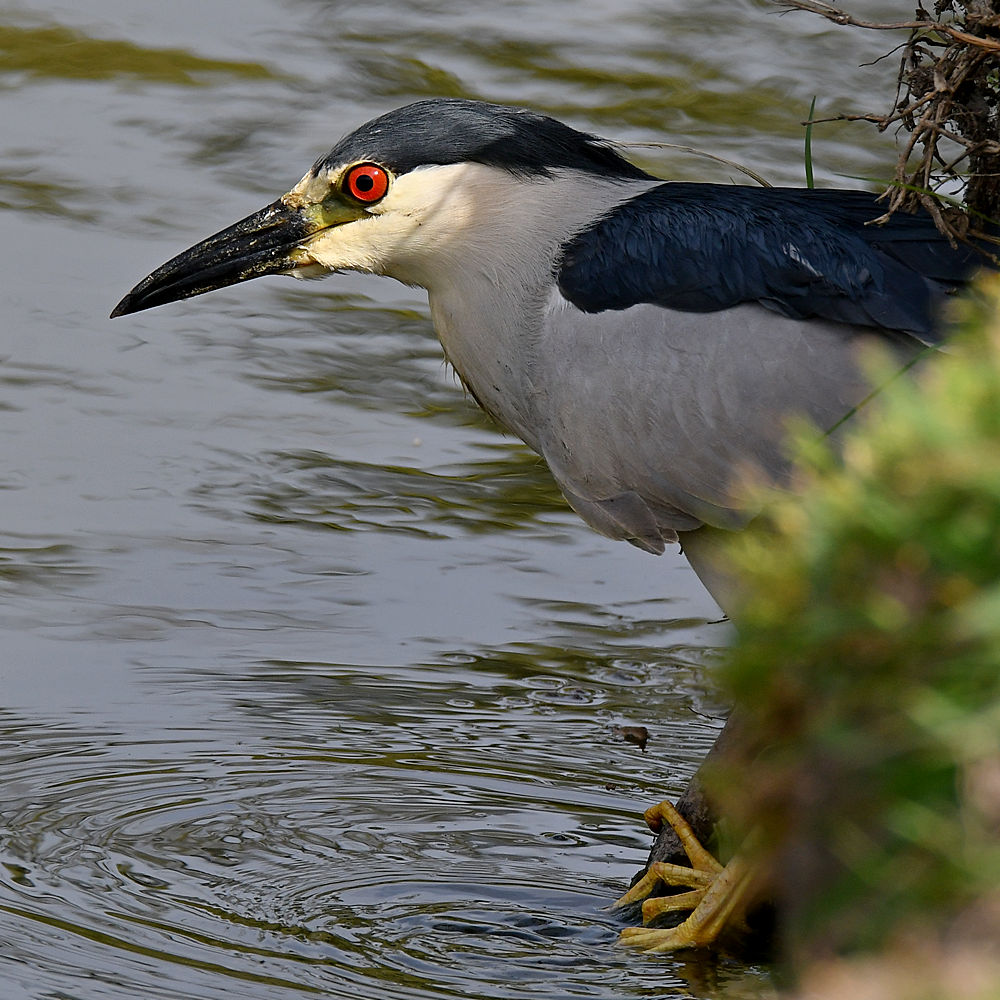 BlackHeron10.jpg