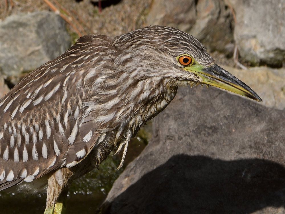 BlackHeron10.jpg