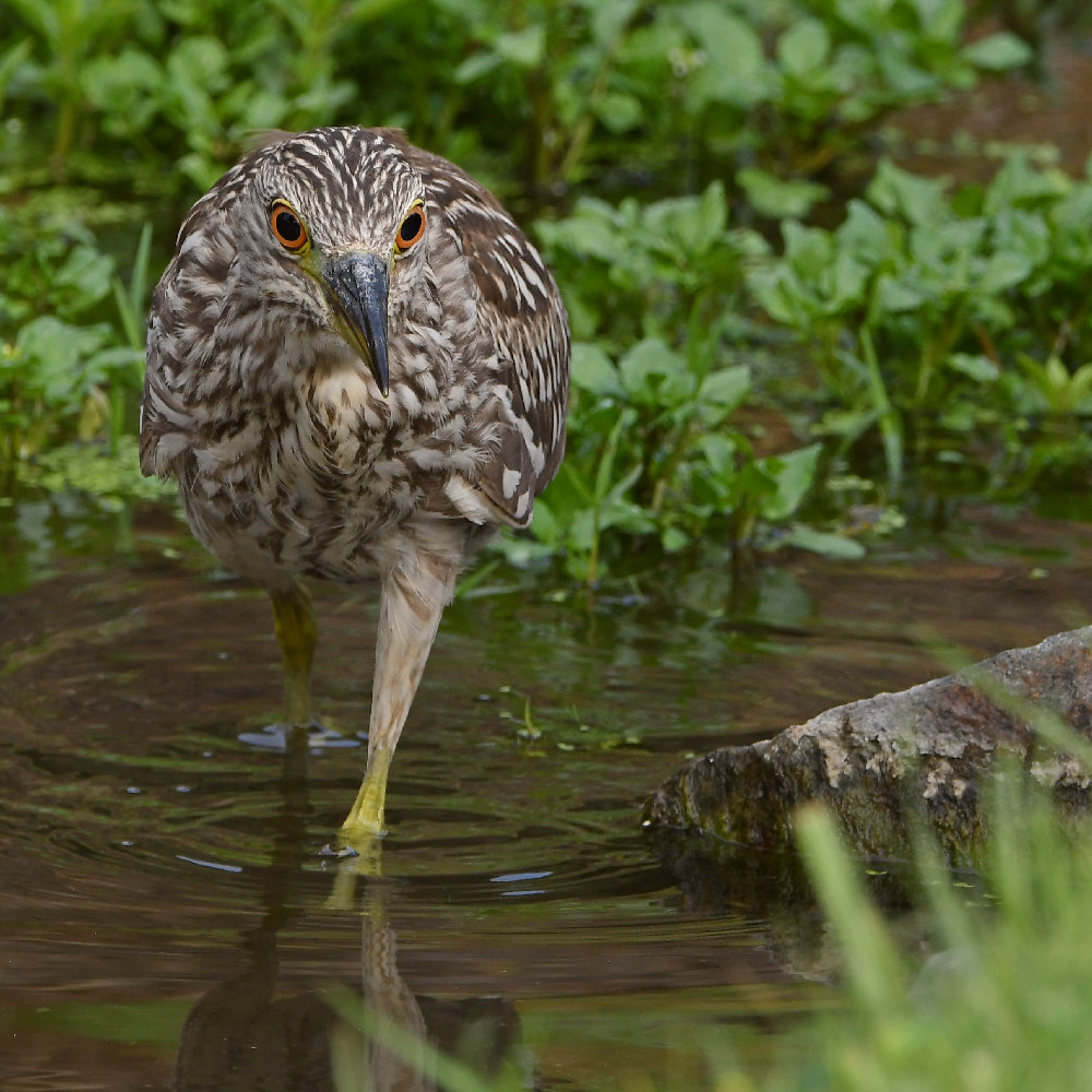 BlackHeron10.jpg