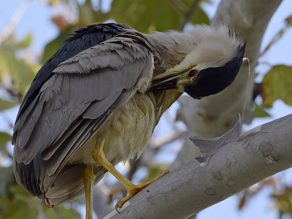 BlackHeron10.jpg