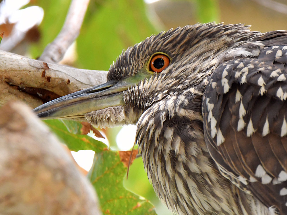 BlackHeron11.jpg