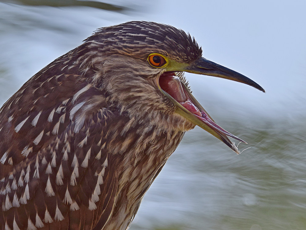 BlackHeron11.jpg