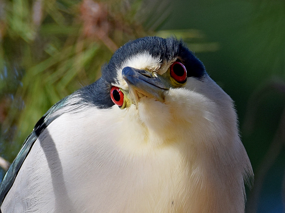 BlackHeron11.jpg