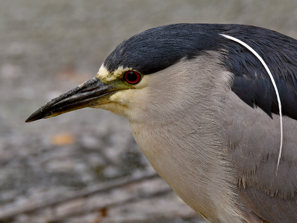 BlackHeron11.jpg