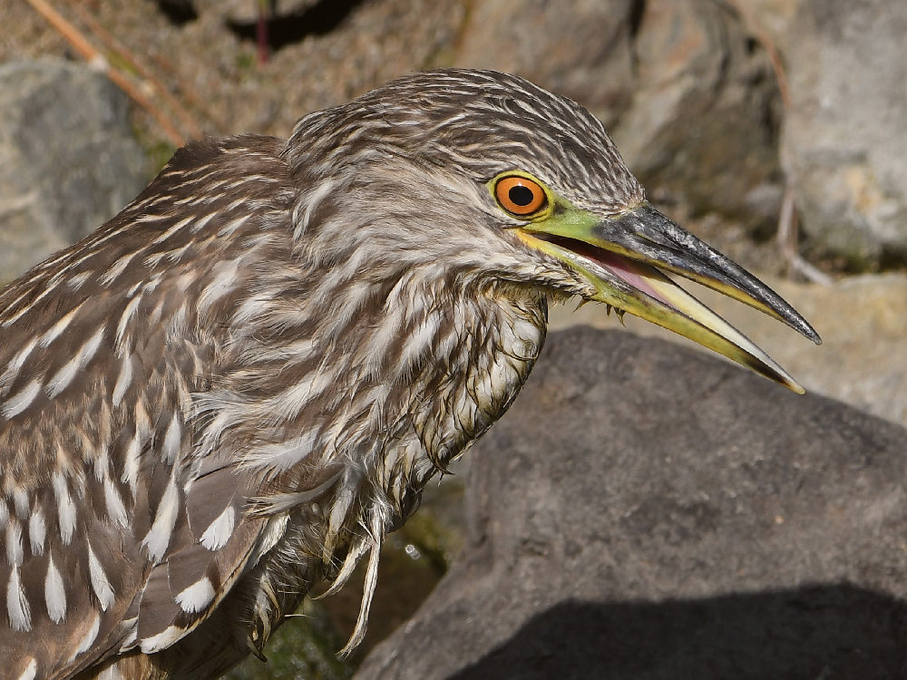 BlackHeron11.jpg