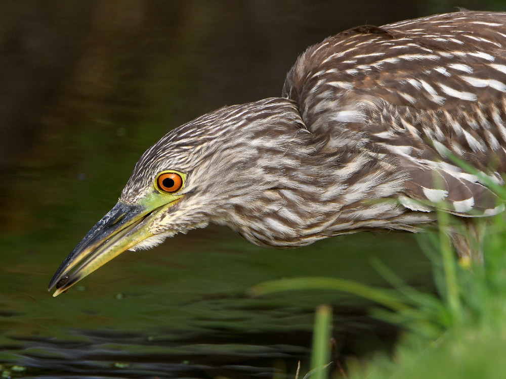 BlackHeron11.jpg