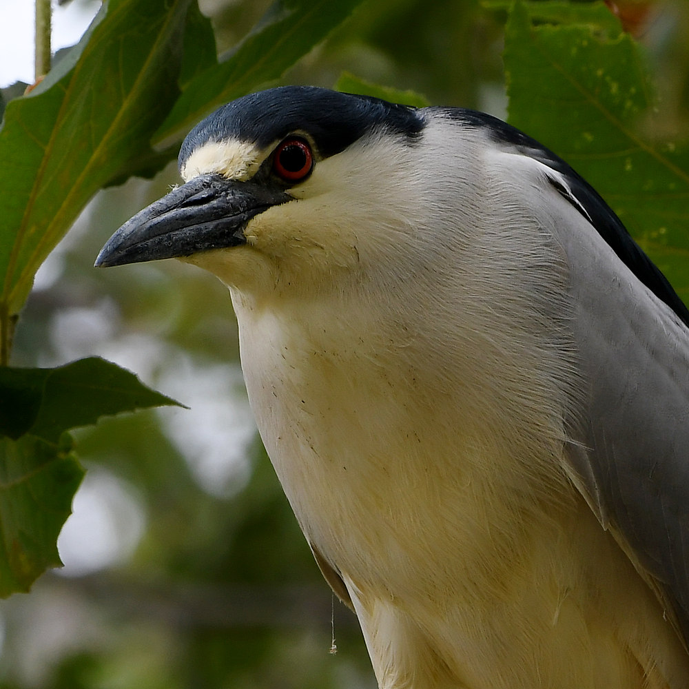BlackHeron11.jpg