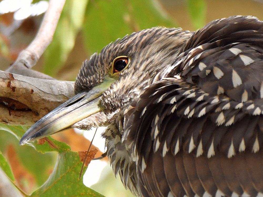 BlackHeron12.jpg