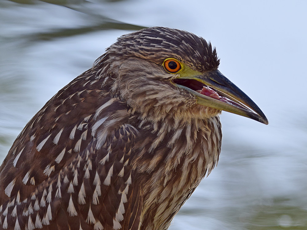 BlackHeron12.jpg