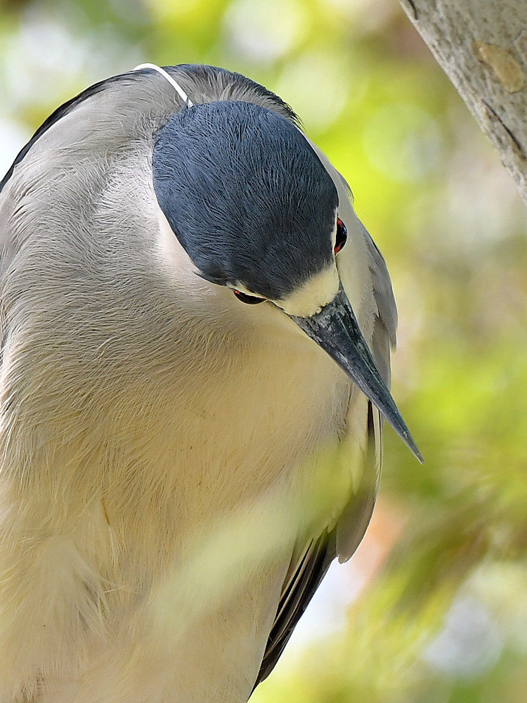 BlackHeron12.jpg